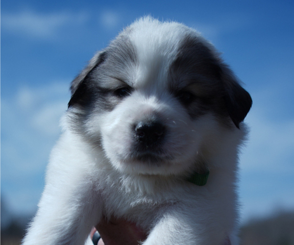 Medium Photo #12 Great Pyrenees Puppy For Sale in SILER CITY, NC, USA