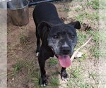 Small #1 American Pit Bull Terrier