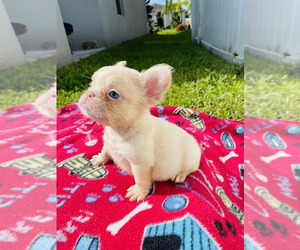 French Bulldog Puppy for Sale in ORLANDO, Florida USA