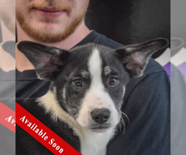 Medium Photo #1 Shollie Puppy For Sale in Huntley, IL, USA