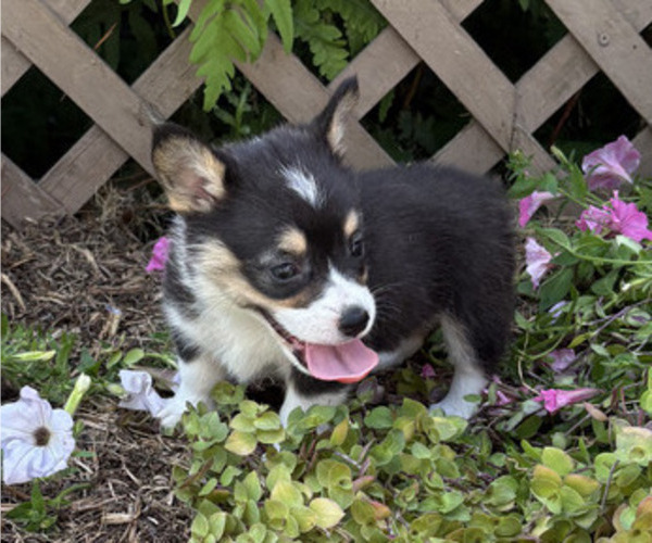 Medium Photo #3 Pembroke Welsh Corgi Puppy For Sale in THORP, WI, USA
