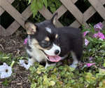 Small #2 Pembroke Welsh Corgi