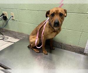 Labrador Retriever-Unknown Mix Dogs for adoption in Grand Prairie, TX, USA