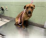 Small Labrador Retriever Mix