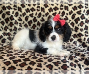 Cavapoo Puppy for sale in LAKELAND, FL, USA