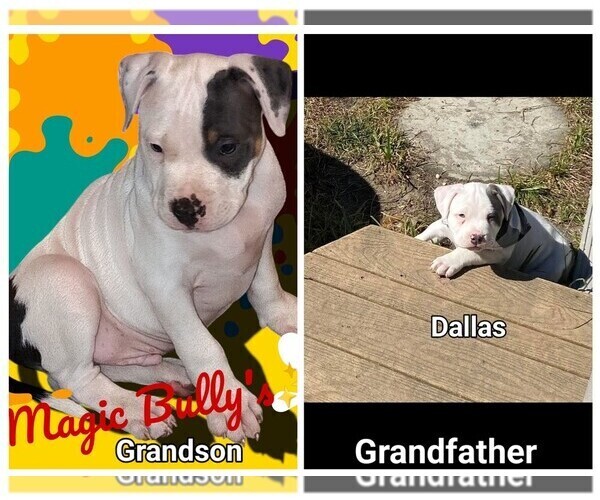 Medium Photo #1 American Bully Puppy For Sale in BARNEGAT, NJ, USA