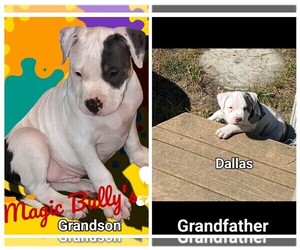 American Bully Puppy for sale in BARNEGAT, NJ, USA