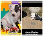 Small American Bully