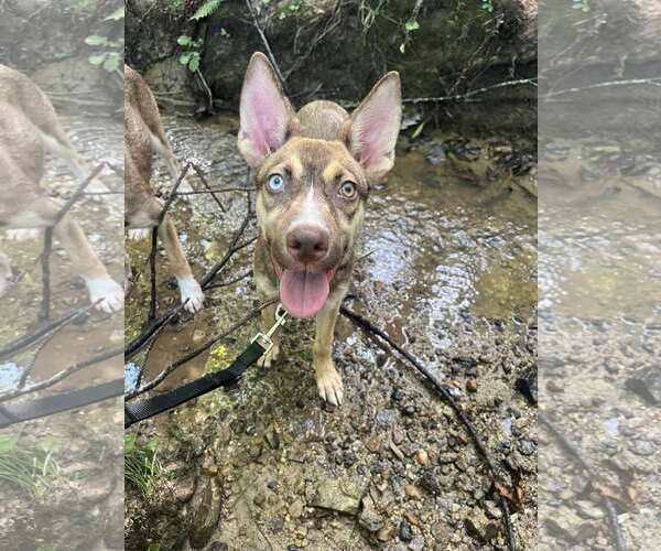 Medium Photo #3 Mutt Puppy For Sale in Greenville, SC, USA