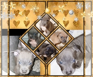 American Bully Puppy for Sale in ANTIOCH, California USA