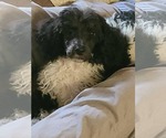 Small #4 Poodle (Miniature)