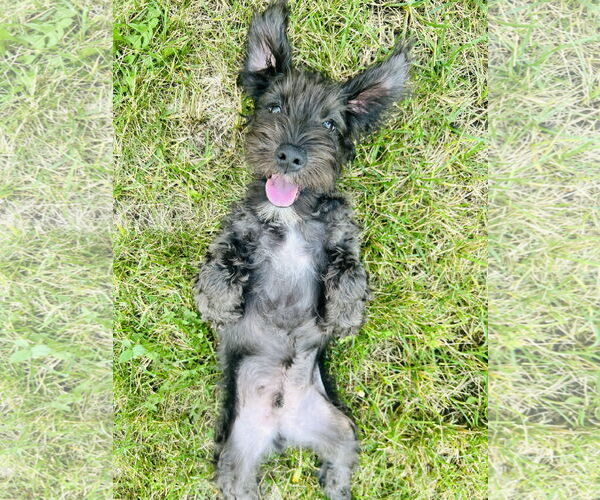 Medium Photo #3 - Mix Puppy For Sale in St. Louis Park, MN, USA