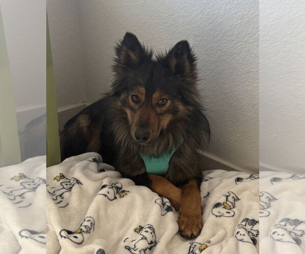 Medium Photo #1 Mutt Puppy For Sale in Aurora, CO, USA