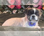 Small Shih Tzu