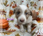 Small Photo #39 Australian Shepherd Puppy For Sale in COTOPAXI, CO, USA