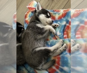 Alaskan Klee Kai Puppy for sale in HASLET, TX, USA