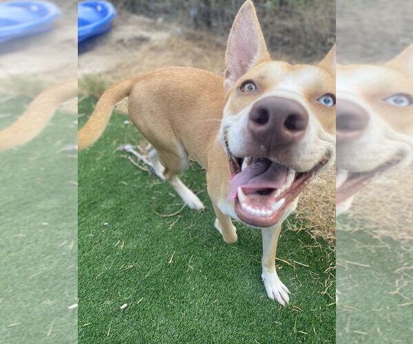 Medium Photo #5 Siberian Husky-Unknown Mix Puppy For Sale in FRAMINGHAM, MA, USA