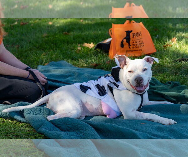 Medium Photo #9 Mutt Puppy For Sale in Philadelphia, PA, USA