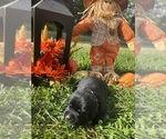 Small Photo #10 Labrador Retriever Puppy For Sale in NEOLA, WV, USA