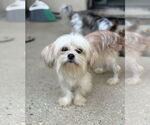Small Shih Tzu Mix