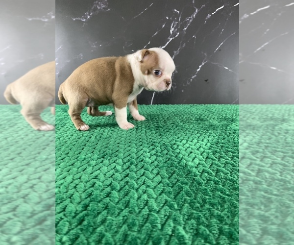 Medium Photo #30 Boston Terrier Puppy For Sale in TULARE, CA, USA