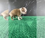 Small #29 Boston Terrier