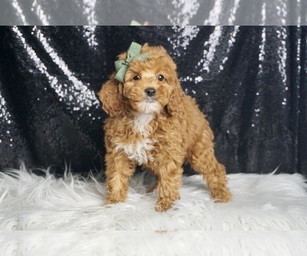 Medium Photo #20 Poodle (Miniature) Puppy For Sale in WARSAW, IN, USA