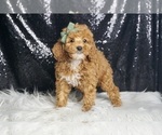 Small Photo #20 Poodle (Miniature) Puppy For Sale in WARSAW, IN, USA