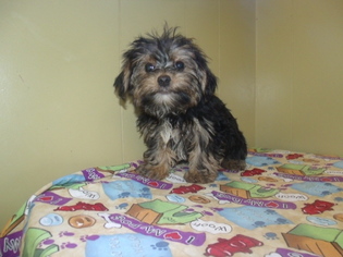 Yorkshire Terrier Puppy for sale in PATERSON, NJ, USA