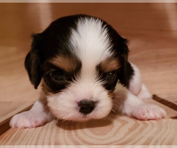 Medium Photo #1 Cavalier King Charles Spaniel Puppy For Sale in PINK HILL, NC, USA