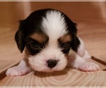 Small Photo #1 Cavalier King Charles Spaniel Puppy For Sale in PINK HILL, NC, USA