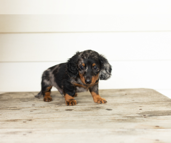 Medium Photo #4 Dachshund Puppy For Sale in MILFORD, IN, USA