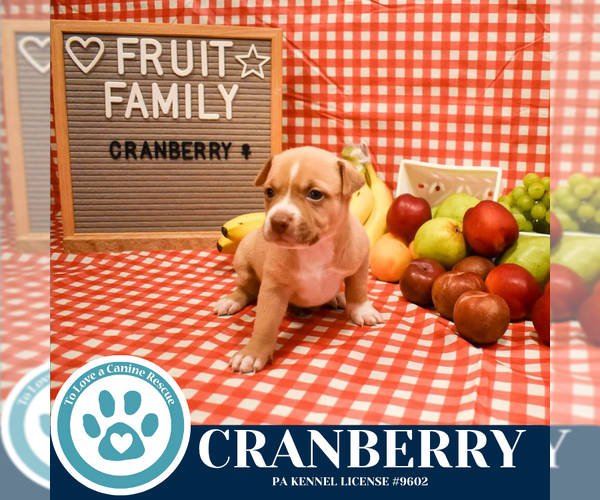 Medium Photo #3 Boxer-Unknown Mix Puppy For Sale in Kimberton, PA, USA