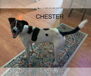 Chester 2 *Adopt or Foster* - Male Mutt Dog for Adoption - Photo #8