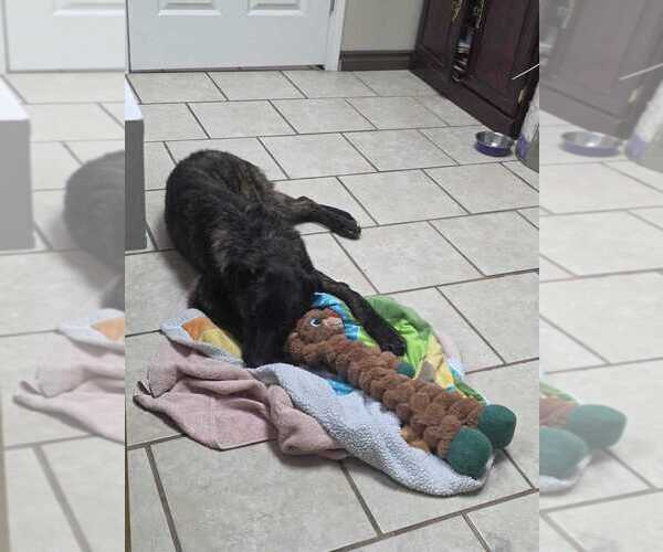 Medium Photo #2 Holland Shepherd-Unknown Mix Puppy For Sale in Calgary, Alberta, Canada