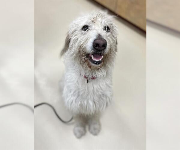 Medium Photo #1 Goldendoodle Puppy For Sale in Center Township, PA, USA