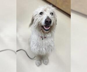 Goldendoodle Dogs for adoption in Center Township, PA, USA