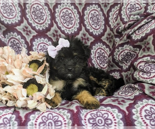 Medium Photo #5 Pom-A-Poo Puppy For Sale in OXFORD, PA, USA