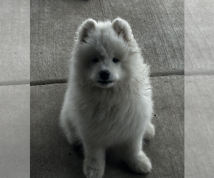 Samoyed Puppy for sale in FORNEY, TX, USA