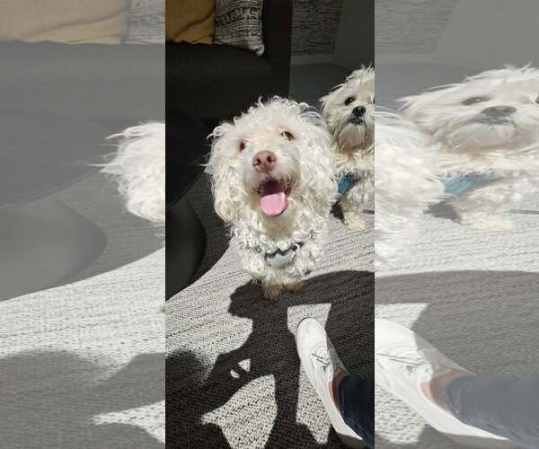 Medium Photo #3 Maltichon Puppy For Sale in Littleton, CO, USA