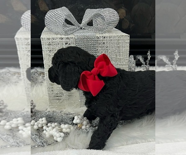 Medium Photo #1 Poodle (Standard) Puppy For Sale in BEDFORD, IN, USA
