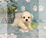 Image preview for Ad Listing. Nickname: Peanut