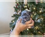 Small #13 French Bulldog