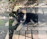 Small Photo #2 German Shepherd Dog Puppy For Sale in FORT MYERS, FL, USA