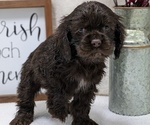 Puppy Sienna Cocker Spaniel