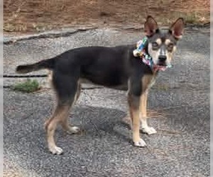 Delta - Female Australian Kelpie-Unknown Mix Dog for Adoption - Photo #2