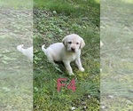 Small #14 Labrador Retriever