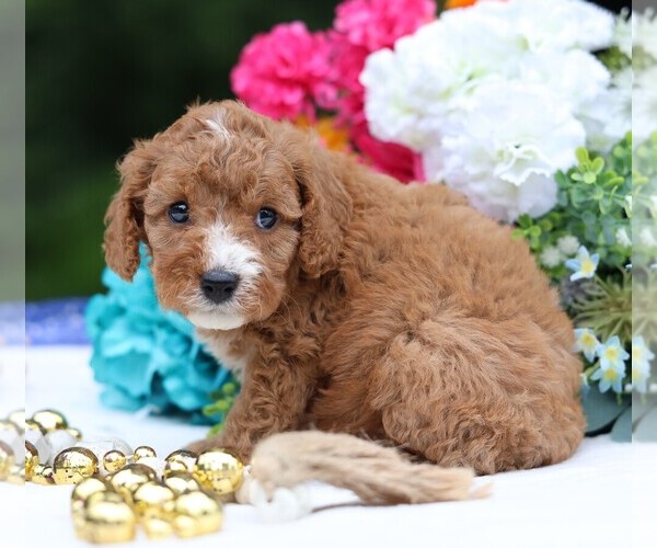 Medium Photo #2 Cavapoo Puppy For Sale in JONES, MI, USA