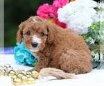 Small #1 Cavapoo