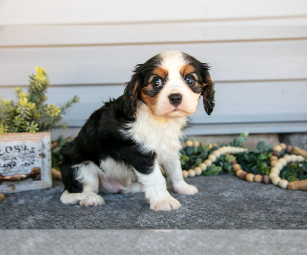 Medium Photo #2 Cavalier King Charles Spaniel Puppy For Sale in MILLERSBURG, OH, USA